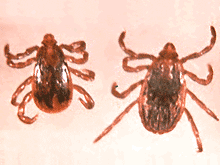 garrapatas ambos sexos