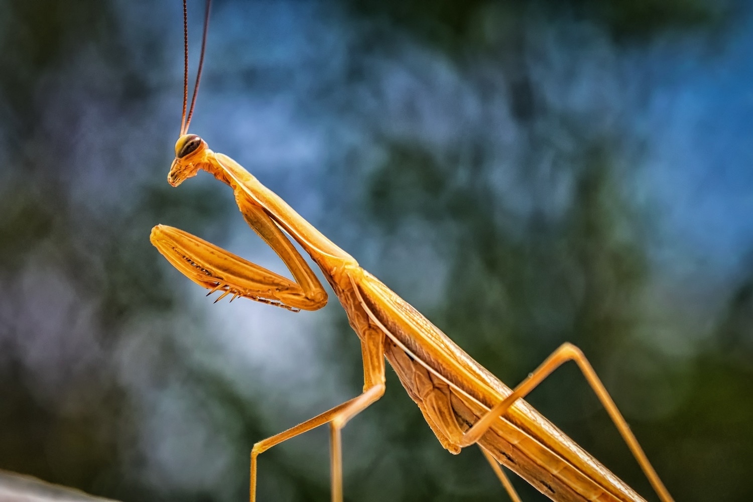 mantis amarilla