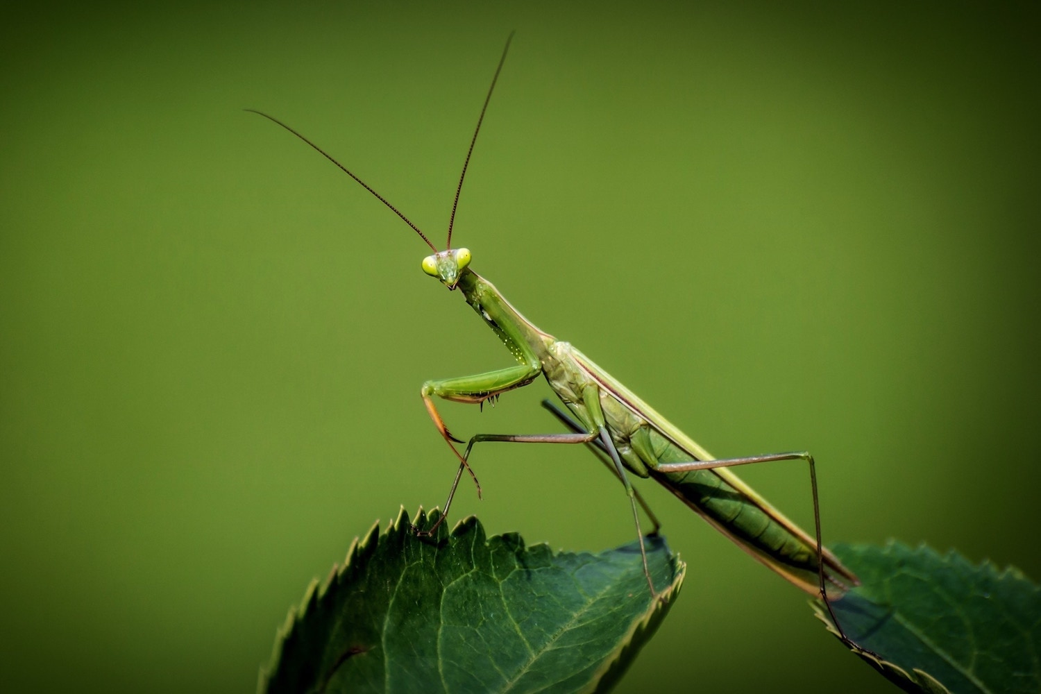 mantis religiosa en hoja