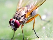 mosca de las frutas